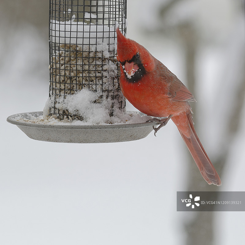 雪地喂食器上的雄性北美红雀图片素材