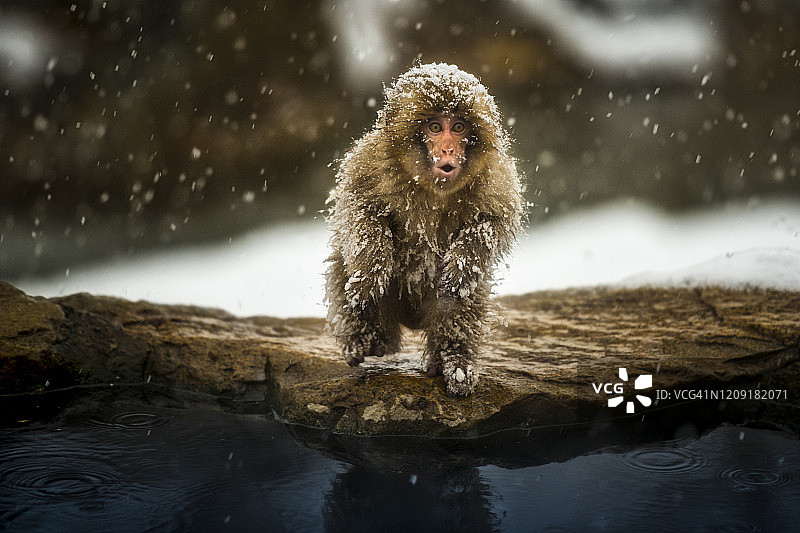 一群野生日本猕猴（雪猴）在日本长野附近冬季的天然温泉中图片素材