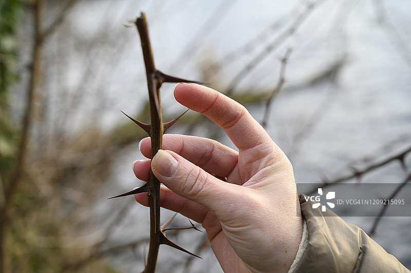 女士小心触摸带刺的荆棘图片素材