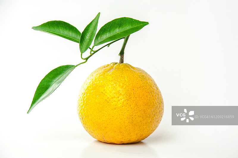 柑橘水果，白色背景上的新会柑橘图片素材