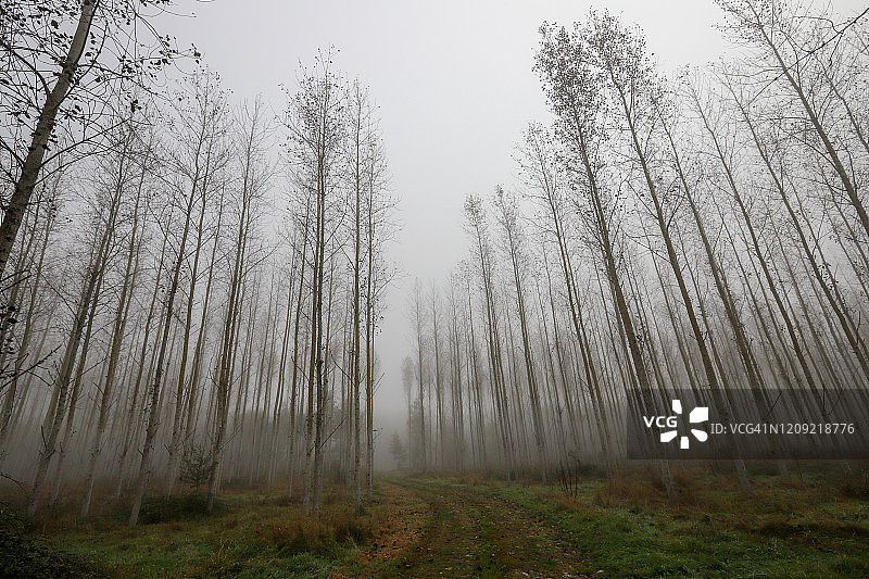 迷雾森林图片素材