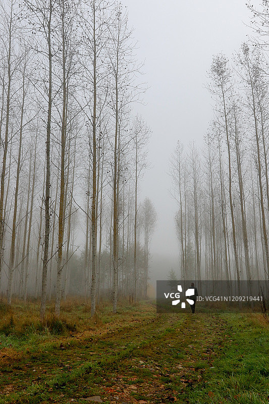 雾林中的孤独男子图片素材