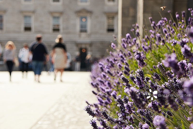 爱尔兰都柏林圣三一学院图片素材