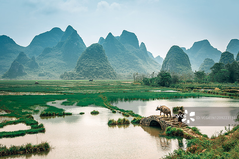 中国阳朔的稻田图片素材