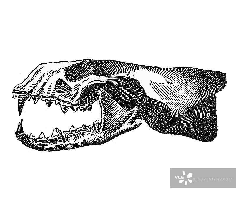 水獭头骨的古老雕刻插图 - 食肉动物。1894年出版的流行百科全书中的古董插图。该艺术品的版权已过期图片素材