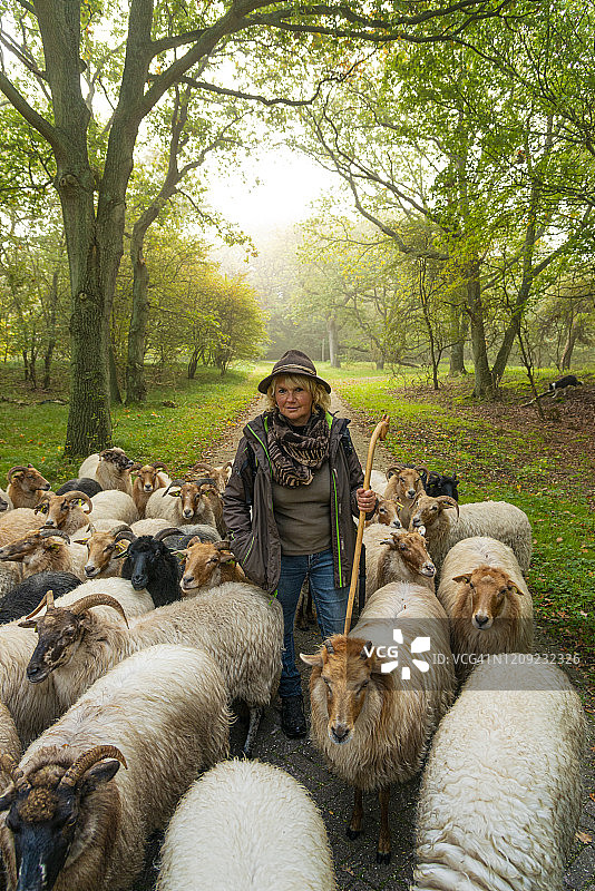 雾蒙蒙的日出时分，女牧羊人和羊群在树林里图片素材