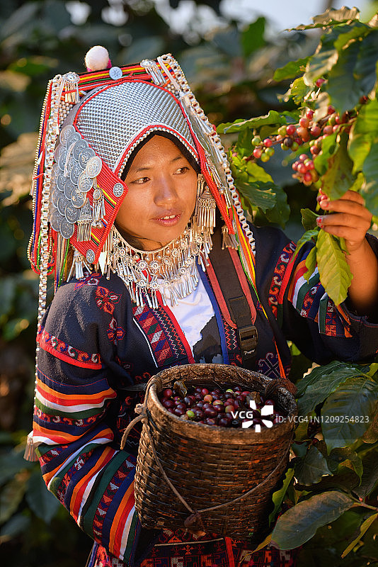 阿卡族妇女和孩子在清洗成堆的阿拉比卡咖啡豆图片素材