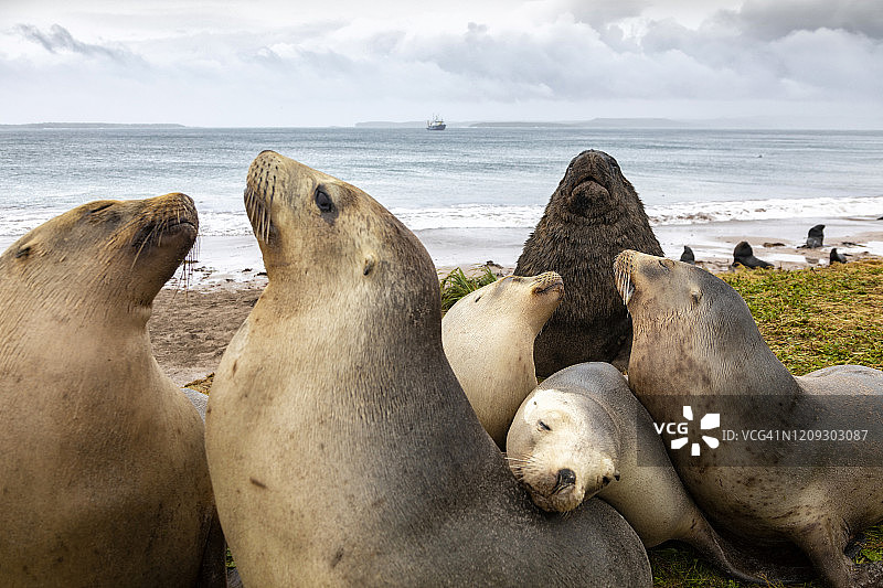 海狮群落，恩德比岛，奥克兰群岛，新西兰图片素材