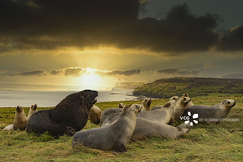 海狮群落，恩德比岛，奥克兰群岛，新西兰图片素材
