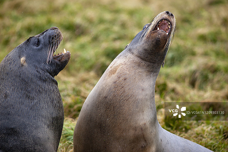 海狮群落，恩德比岛，奥克兰群岛，新西兰图片素材