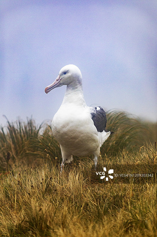 皇家信天翁，坎贝尔岛，新西兰图片素材