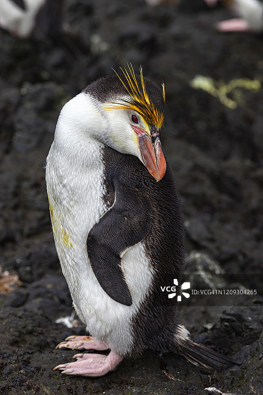 皇家企鹅，位于澳大利亚麦夸里岛的沙滩湾图片素材