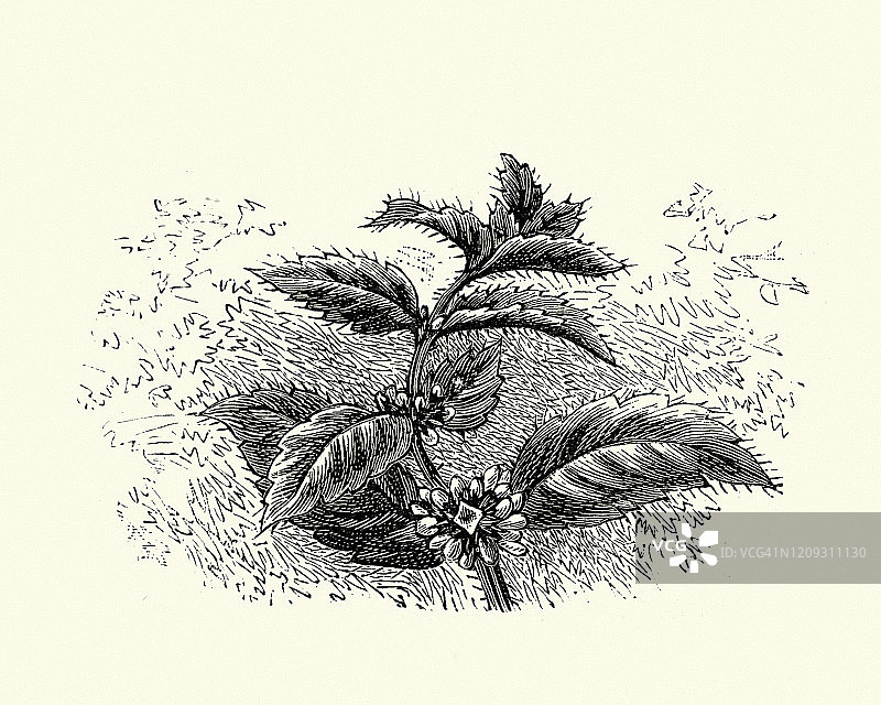 野薄荷雕刻图案图片素材