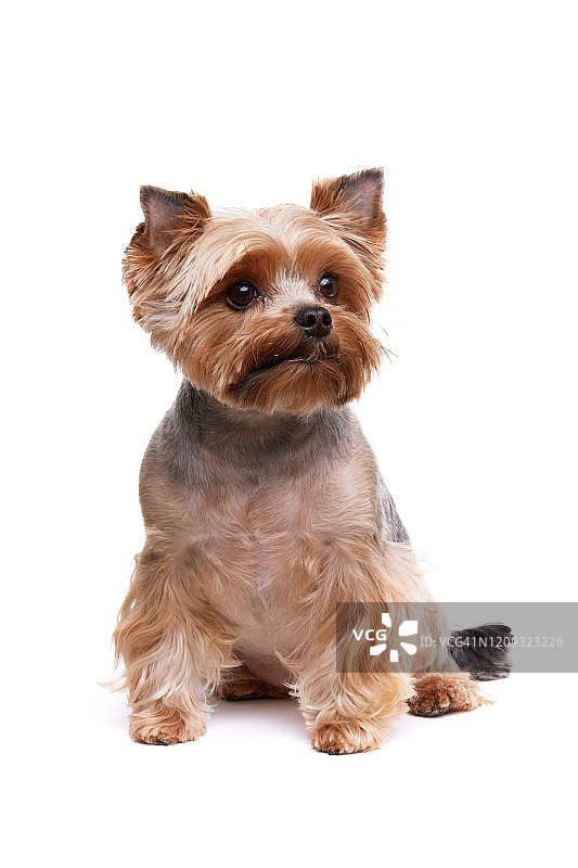白色背景上的约克夏㹴犬图片素材