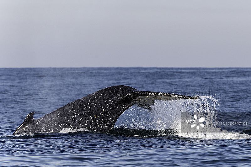 座头鲸潜水，南非东海岸图片素材