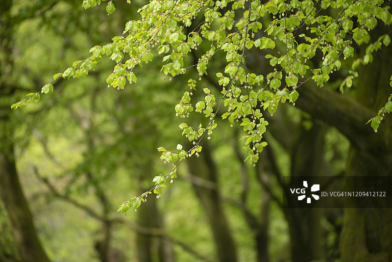 新鲜绿色山毛榉叶图片素材