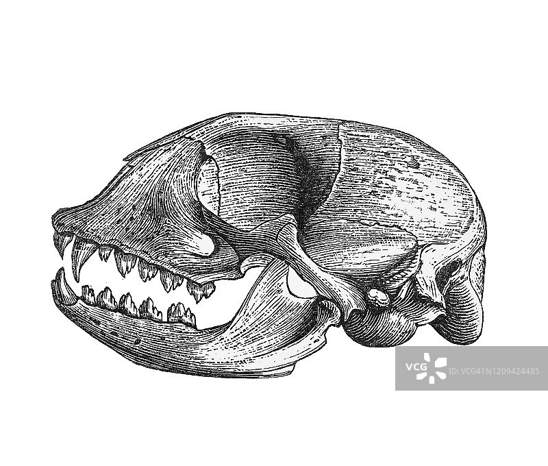 海豹头骨的古旧雕刻插图图片素材