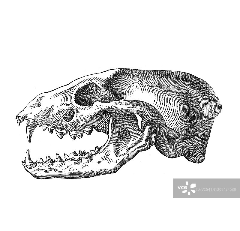 狼獾头骨古老版画图片素材