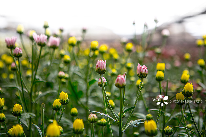 花园的花图片素材