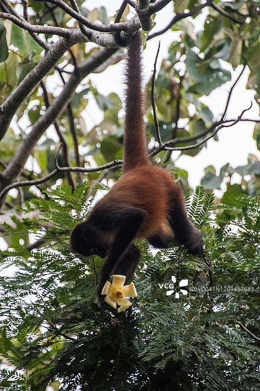 蜘蛛猴摘花图片素材