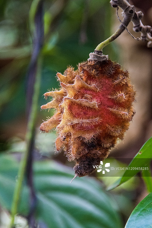 哥斯达黎加 Mucuna 海豆荚图片素材