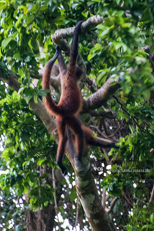 悬挂在树枝上的蜘蛛猴图片素材