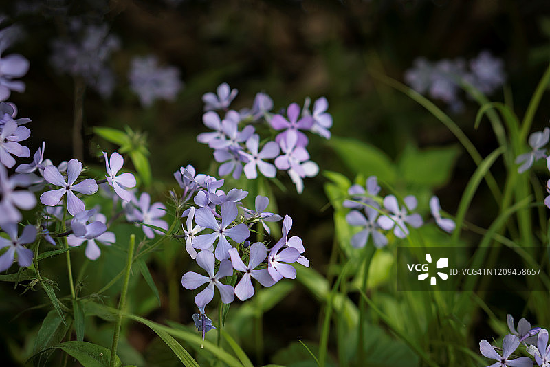 紫色福禄考林地野花图片素材