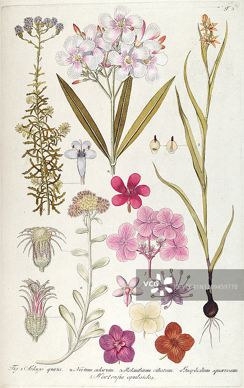 手绘植物印花图片素材