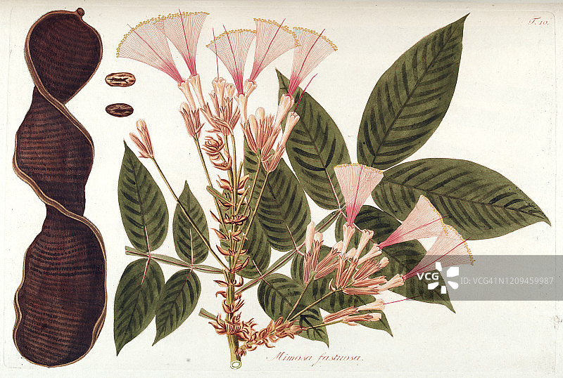 手绘植物印花图片素材