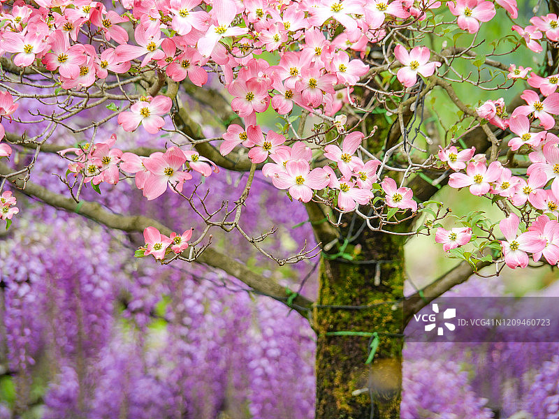 山茱萸花图片素材