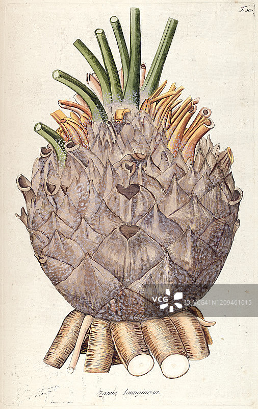 手绘植物印花图片素材