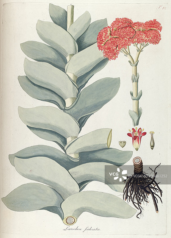 手绘植物印花图片素材