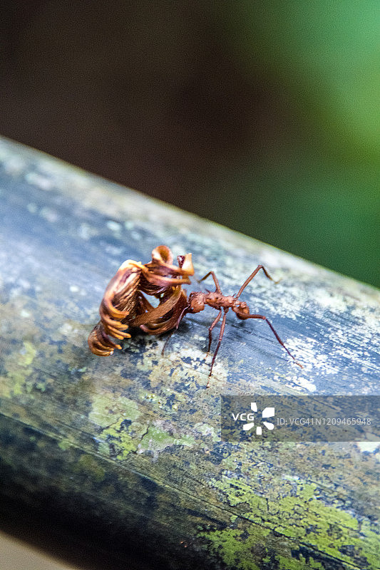 行军蚁搬运着干燥的树叶图片素材