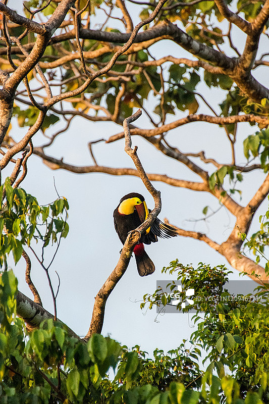 黑喙巨嘴鸟在梳理羽毛图片素材