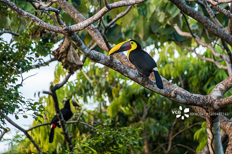 黑嘴巨嘴鸟图片素材