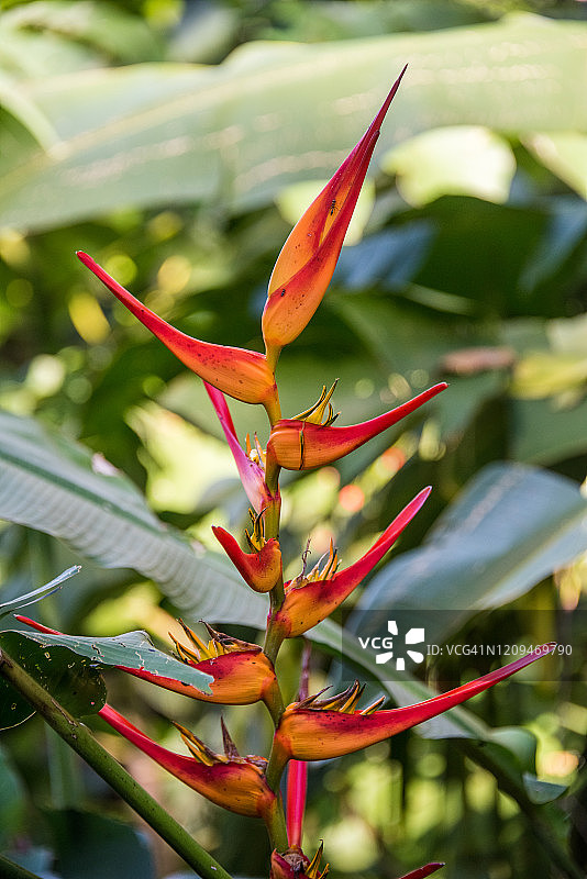 龙虾爪赫蕉图片素材
