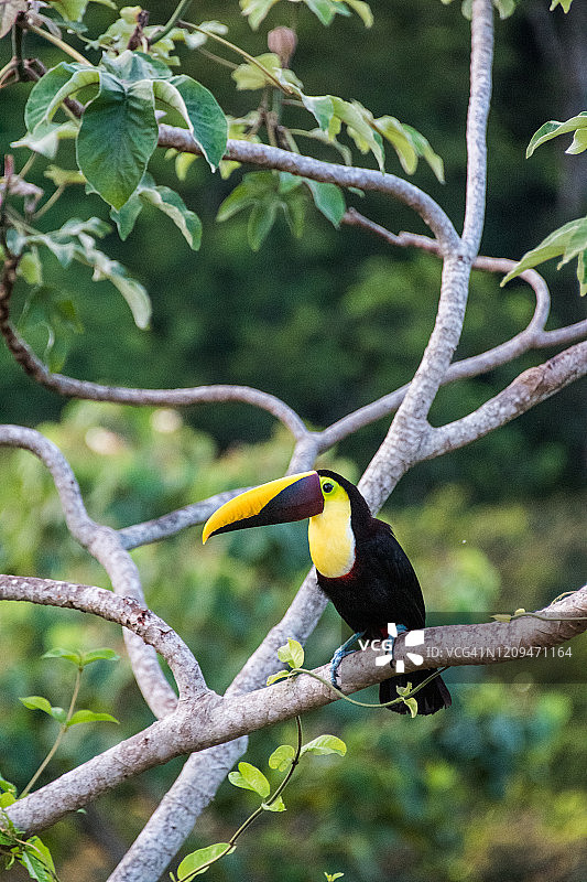 黑喙巨嘴鸟在红树胶树上图片素材