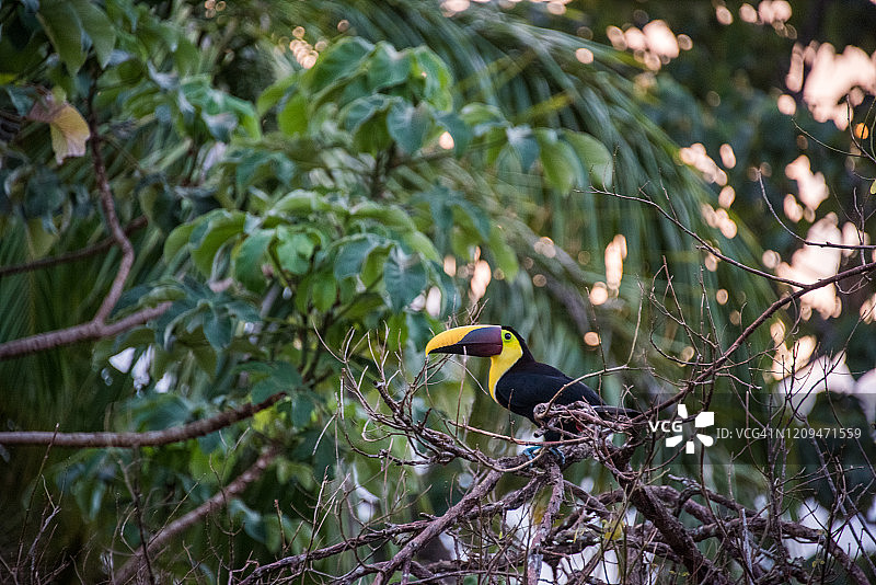 黑喙巨嘴鸟在红树胶树上图片素材