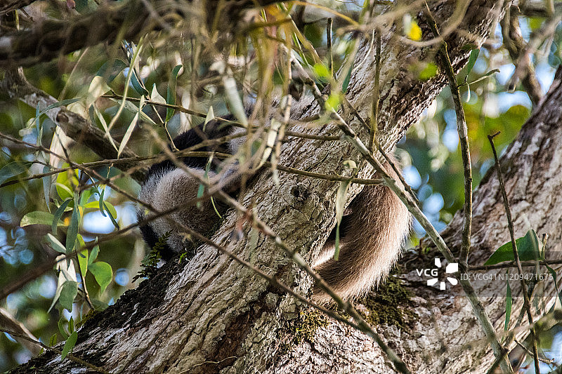 哥斯达黎加树上的食蚁兽图片素材