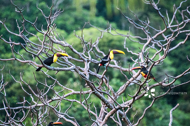 黑喙巨嘴鸟和阿拉卡里雀栖息在甘博林博树上图片素材