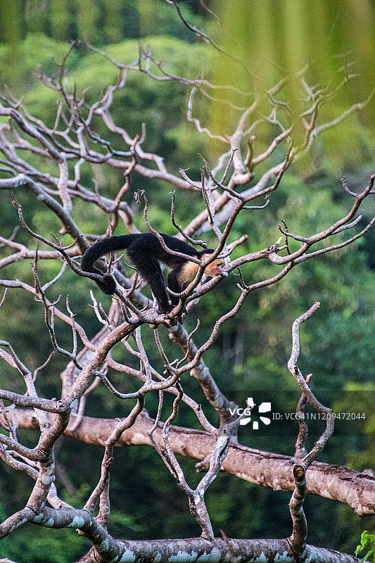 一棵胶树上的白面卷尾猴图片素材