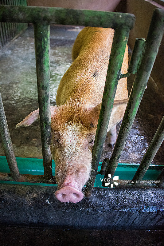 猪圈里的猪图片素材