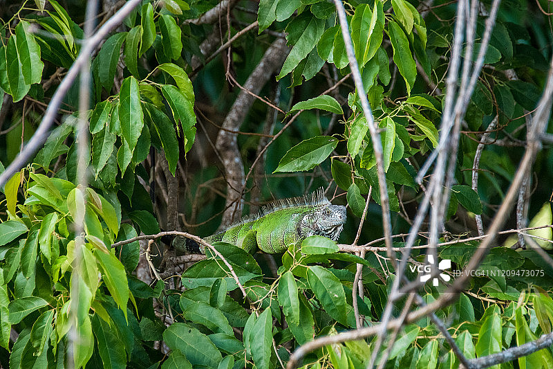 在伞树树枝上的绿鬣蜥图片素材