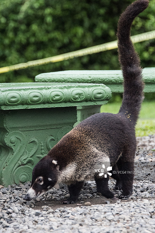 长鼻浣熊图片素材