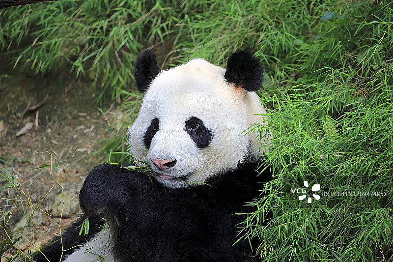 新加坡亚洲成年大熊猫进食肖像图片素材