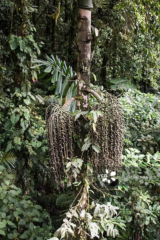 巴西棕榈树图片素材