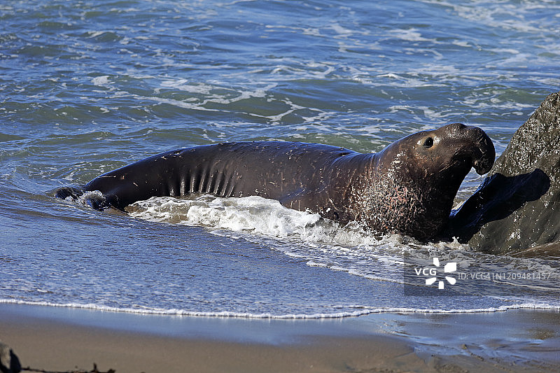 北方象海豹，成年雄性，美国加利福尼亚州图片素材
