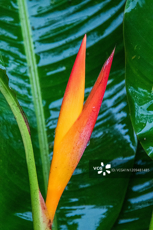 鹦鹉赫蕉花图片素材