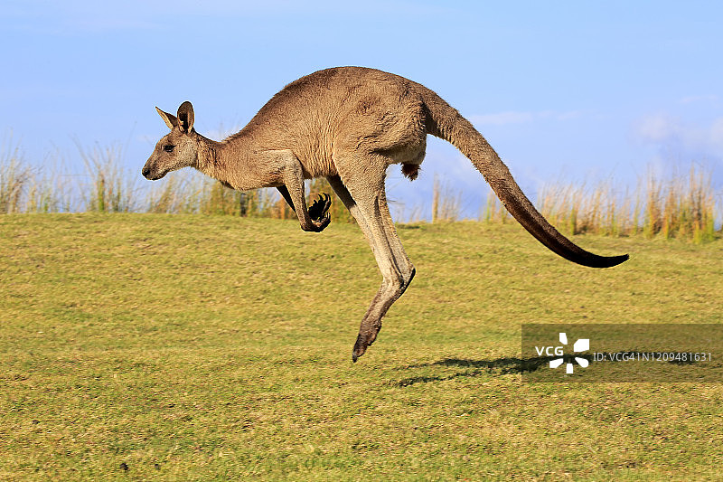 在新南威尔士州马洛尼海滩跳跃的成年雄性东部灰袋鼠图片素材