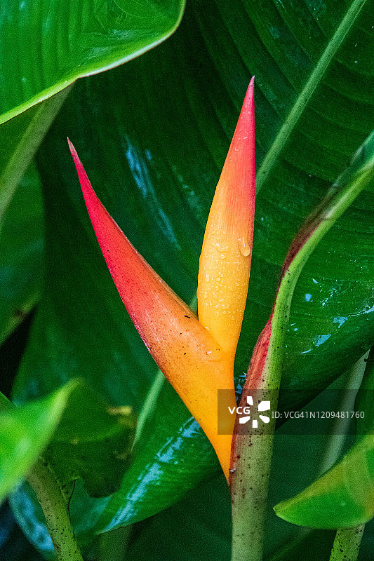 鹦鹉赫蕉花图片素材